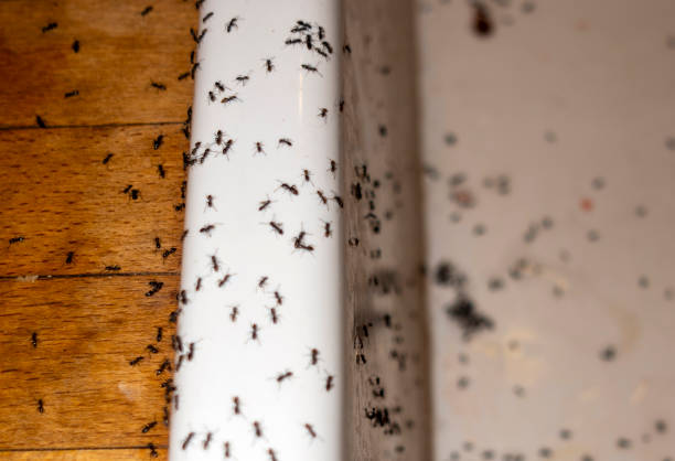 Best Affordable Pest Control Services  in Kings Park West, VA